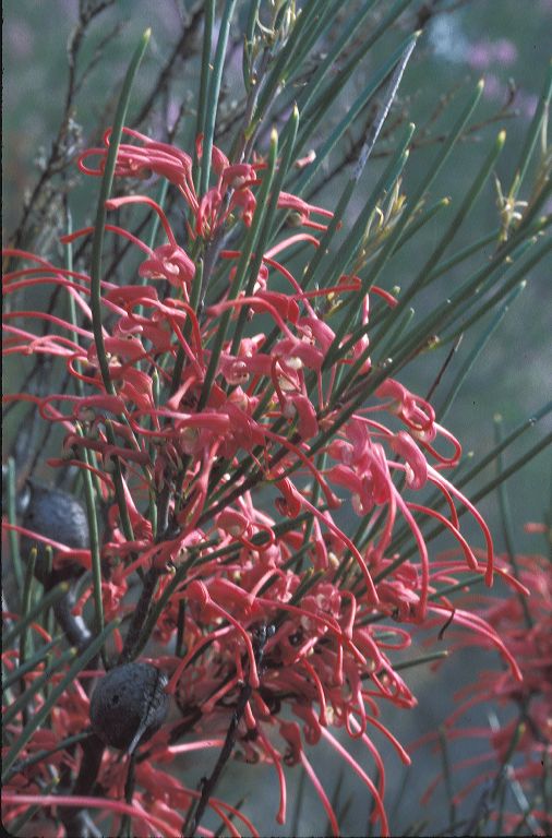 Proteaceae Hakea 