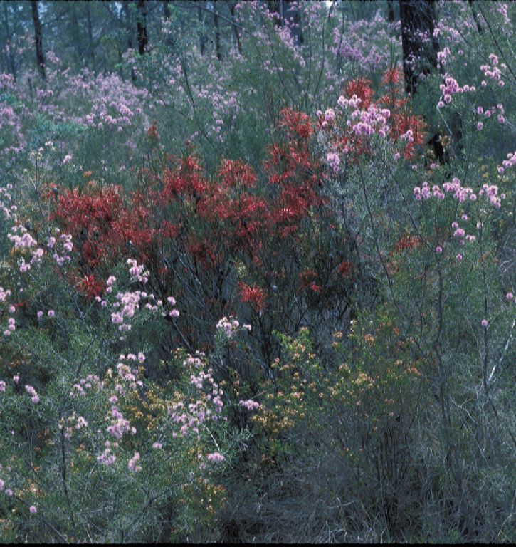 Proteaceae Hakea 