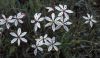 image of Burchardia umbellata