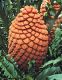 image of Encephalartos ferox