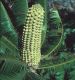image of Microcycas calocoma