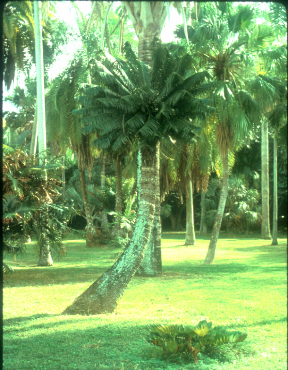 Zamiaceae Microcycas calocoma