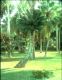 image of Microcycas calocoma