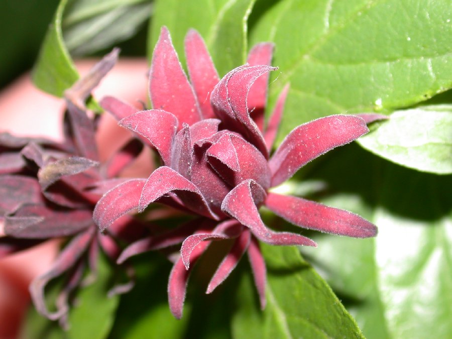 Calycanthaceae Calycanthus floridus
