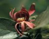 image of Calycanthus occidentalis