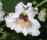 image of Catalpa speciosa