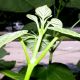 image of Catalpa speciosa