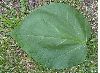 image of Catalpa speciosa