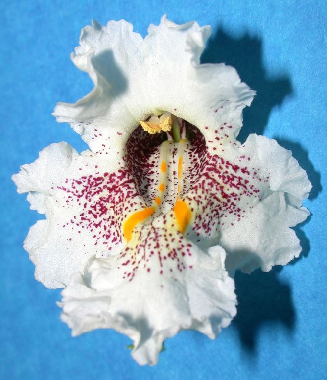 Bignoniaceae Catalpa speciosa