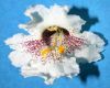 image of Catalpa speciosa
