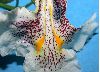 image of Catalpa speciosa