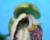 image of Catalpa speciosa