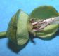 image of Catalpa speciosa
