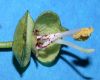 image of Catalpa speciosa