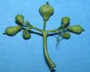 image of Catalpa speciosa