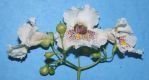 image of Catalpa speciosa