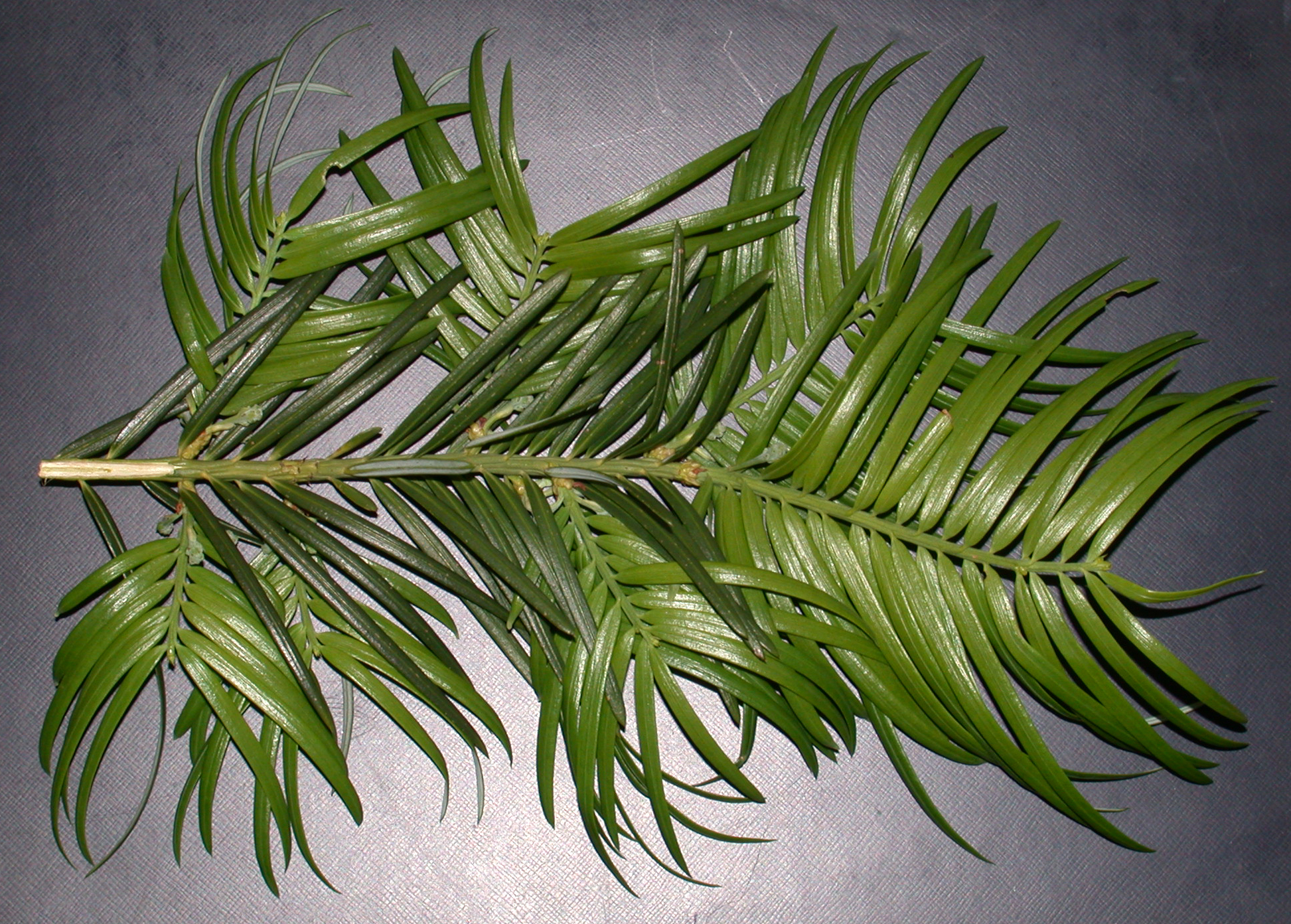 Cephalotaxaceae Cephalotaxus fortunei