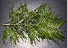 image of Cephalotaxus fortunei
