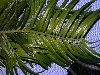 image of Cephalotaxus fortunei