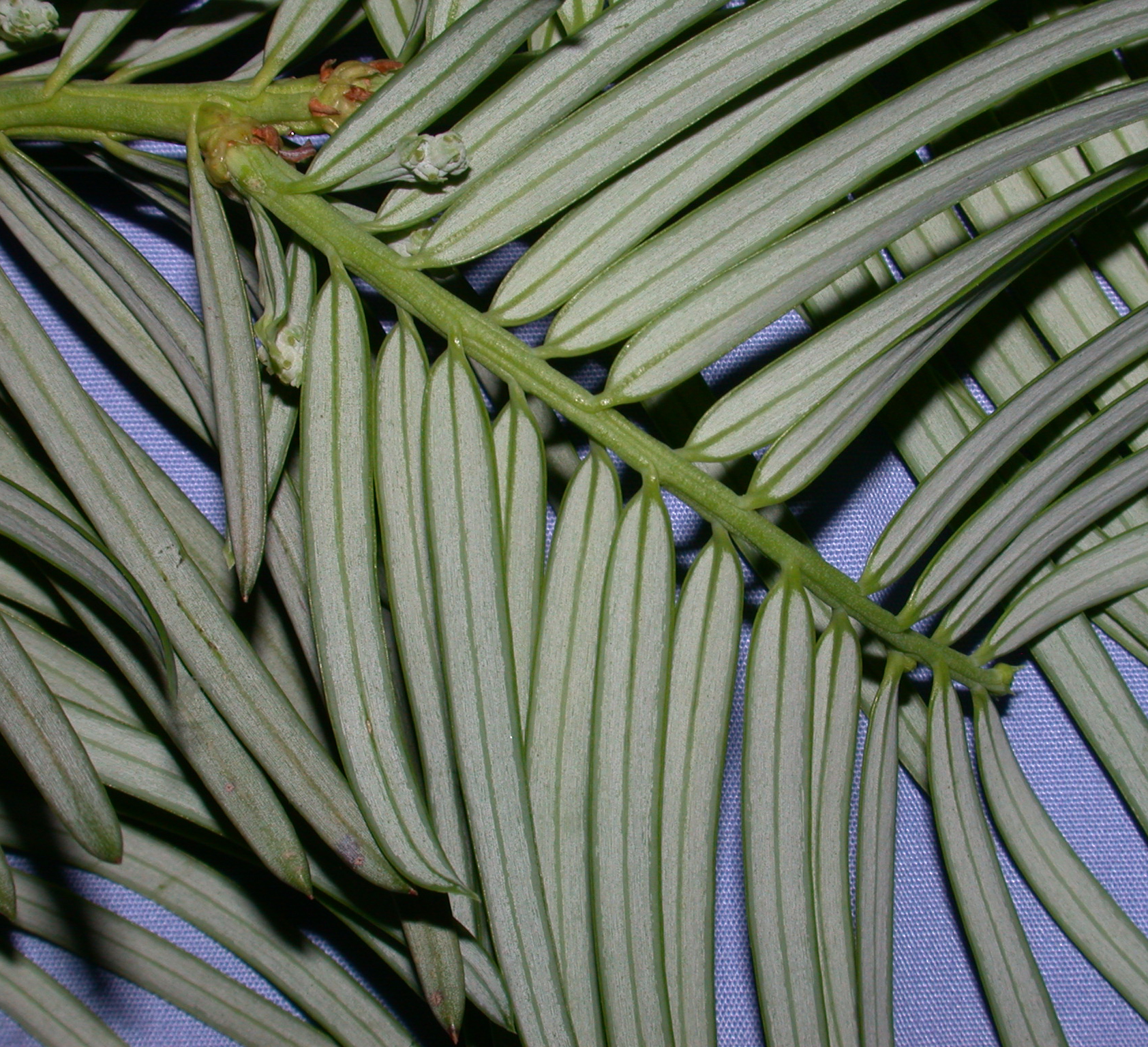 Cephalotaxaceae Cephalotaxus fortunei