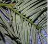 image of Cephalotaxus fortunei