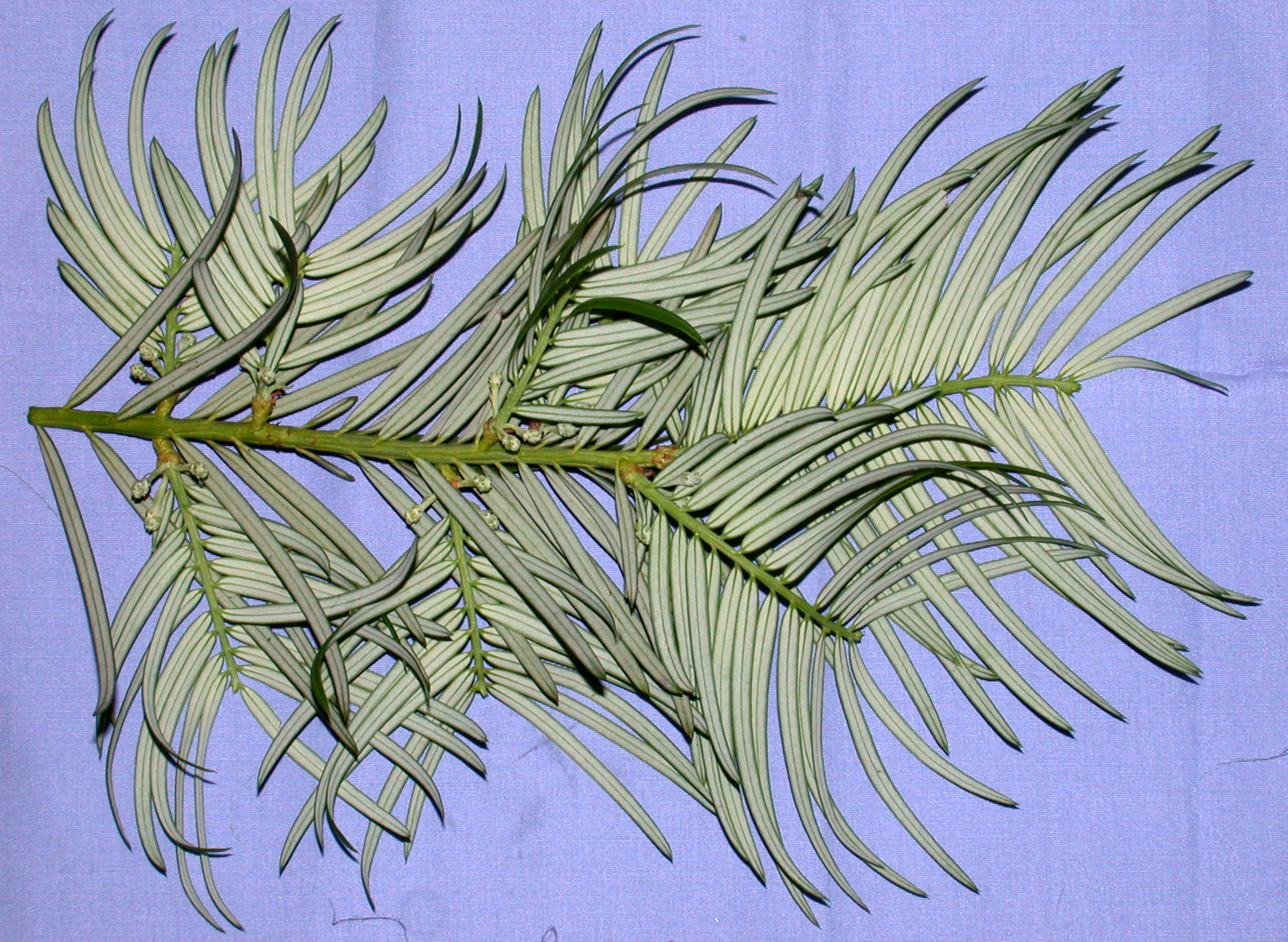 Cephalotaxaceae Cephalotaxus fortunei