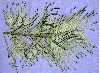 image of Cephalotaxus fortunei