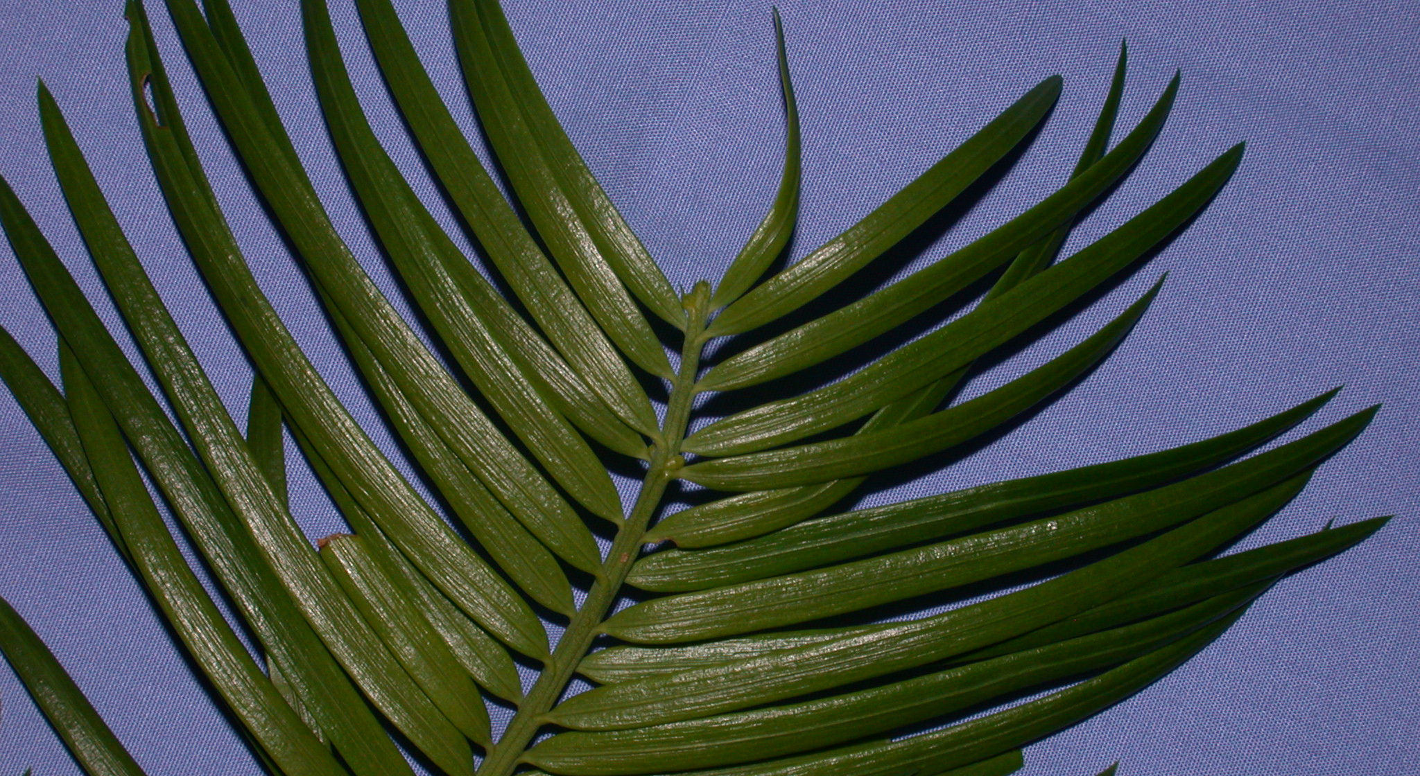 Cephalotaxaceae Cephalotaxus fortunei