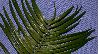 image of Cephalotaxus fortunei