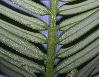 image of Cephalotaxus fortunei