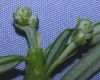 image of Cephalotaxus fortunei
