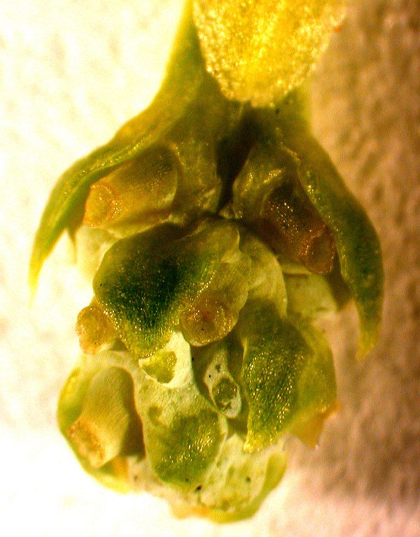 Cephalotaxaceae Cephalotaxus fortunei