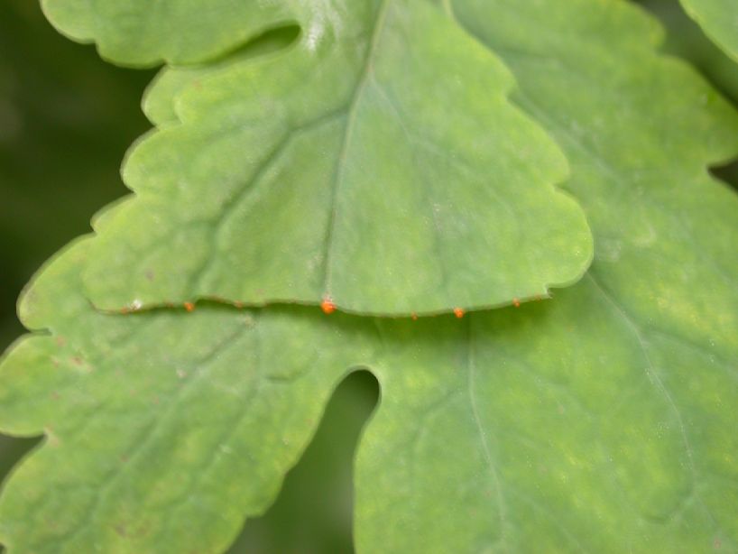Papaveraceae Chelidonium majus