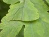 image of Chelidonium majus