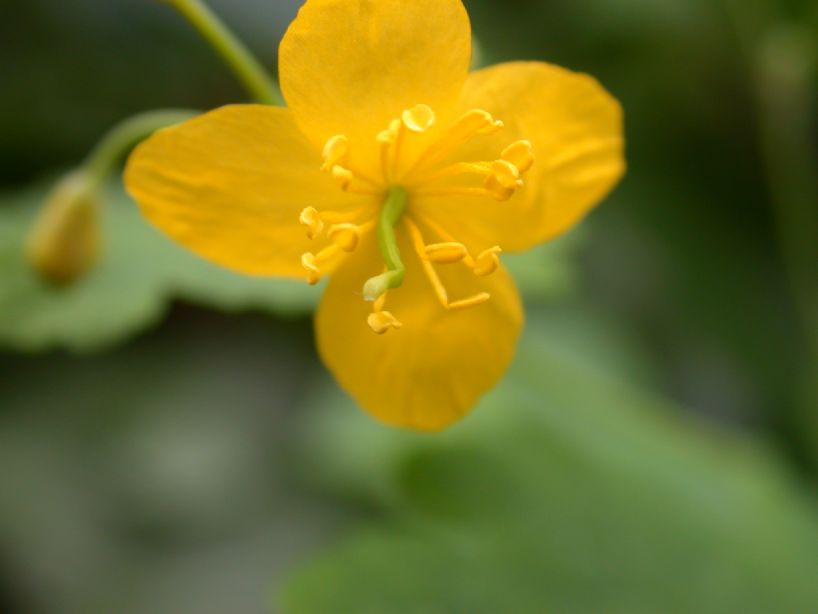 Papaveraceae Chelidonium majus