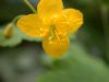 image of Chelidonium majus