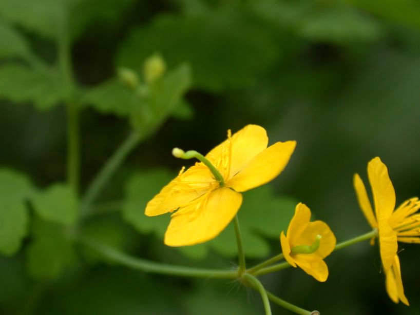 Papaveraceae Chelidonium majus