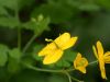 image of Chelidonium majus