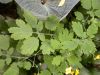 image of Chelidonium majus
