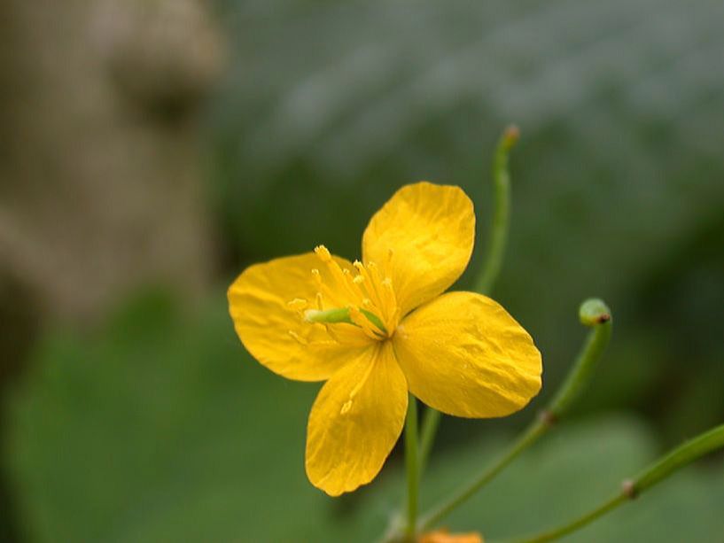 Papaveraceae Chelidonium majus