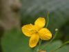 image of Chelidonium majus