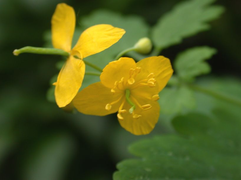 Papaveraceae Chelidonium majus