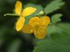 image of Chelidonium majus