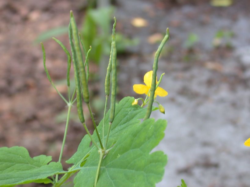 Papaveraceae Chelidonium majus