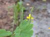 image of Chelidonium majus