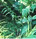 image of Chigua restrepoi