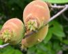 image of Chimonanthus praecox