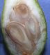 image of Chimonanthus praecox