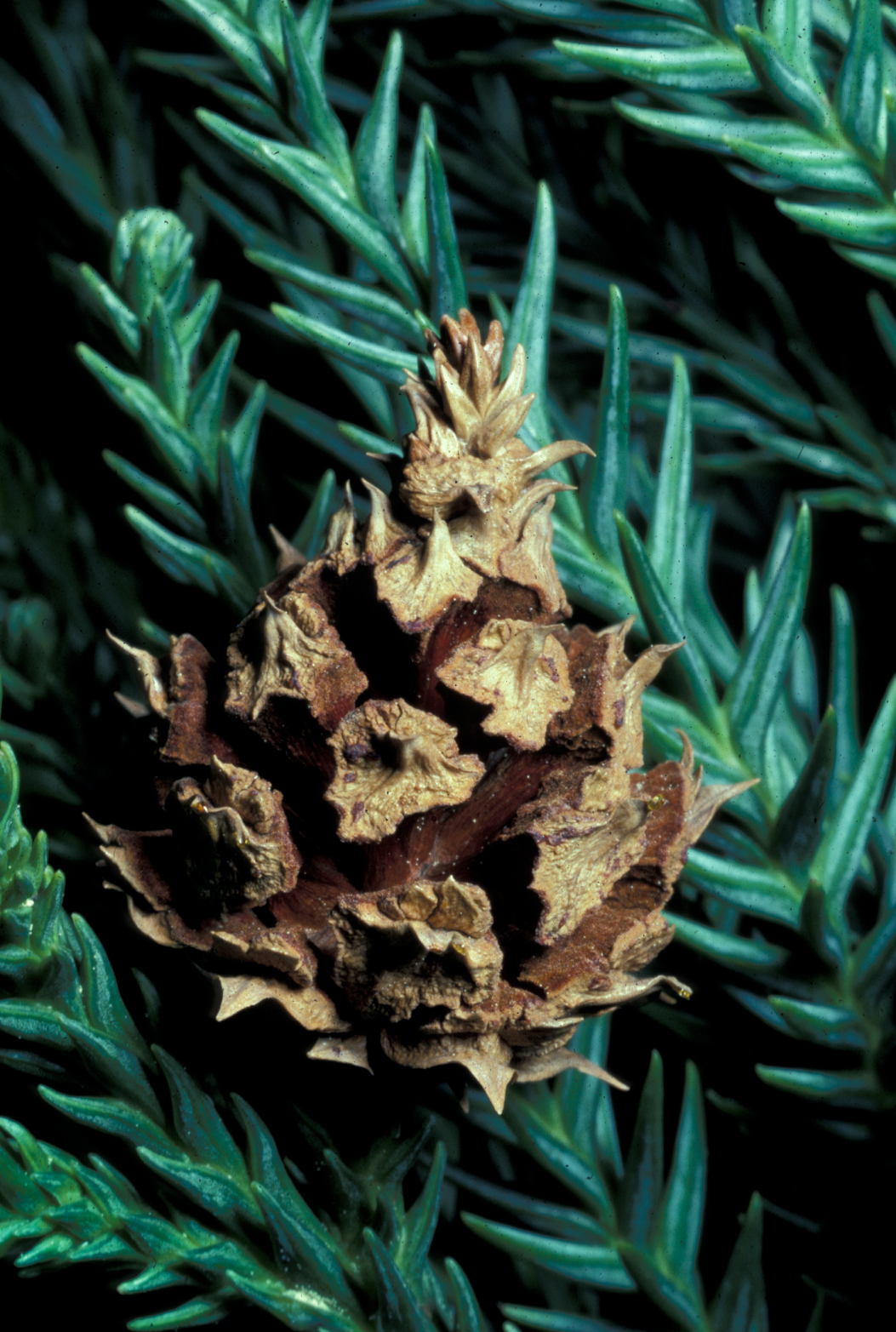 Cupressaceae Cryptomeria japonica