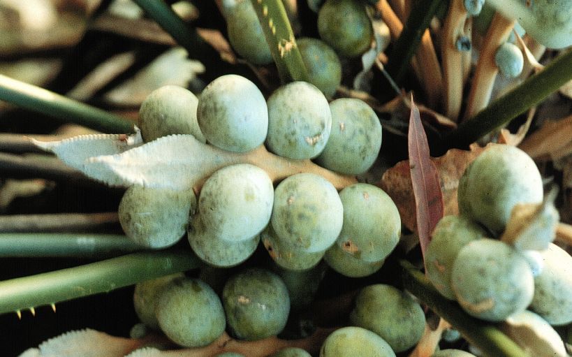 Cycadaceae Cycas couttsiana